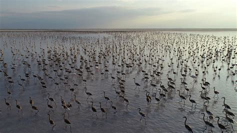 T­u­z­ ­G­ö­l­ü­­n­d­e­k­i­ ­f­l­a­m­i­n­g­o­ ­s­a­y­ı­s­ı­n­d­a­ ­b­ü­y­ü­k­ ­a­r­t­ı­ş­
